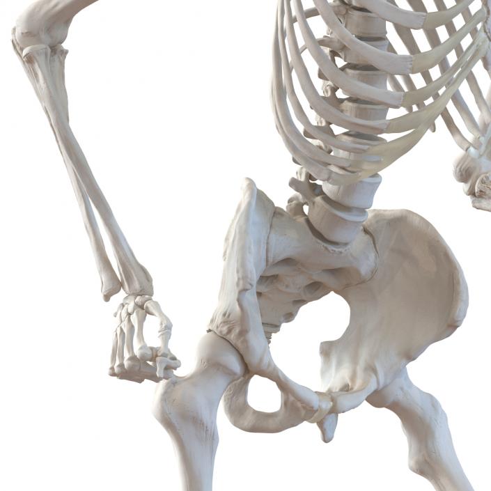 Human Male Skeleton Running Pose 3D