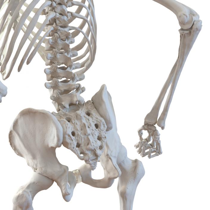 Human Male Skeleton Running Pose 3D