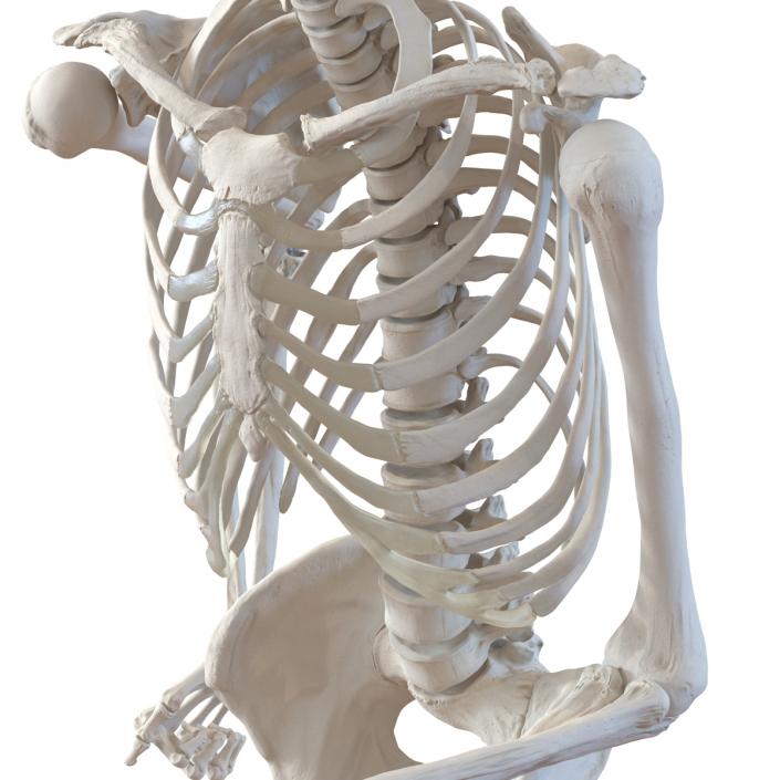 Human Male Skeleton Running Pose 3D