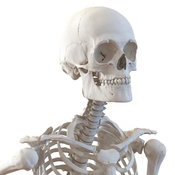 Human Male Skeleton Running Pose 3D