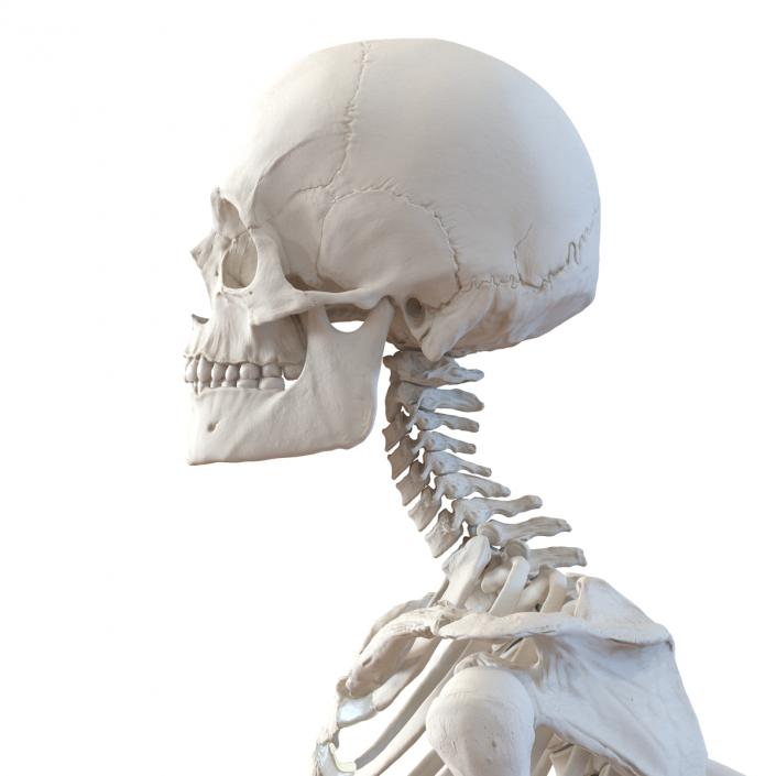 Human Male Skeleton Running Pose 3D