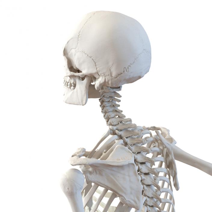 Human Male Skeleton Running Pose 3D