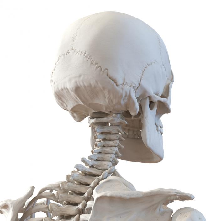 Human Male Skeleton Running Pose 3D