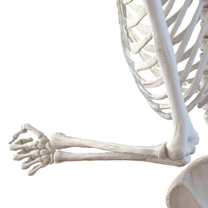 Human Male Skeleton Running Pose 3D