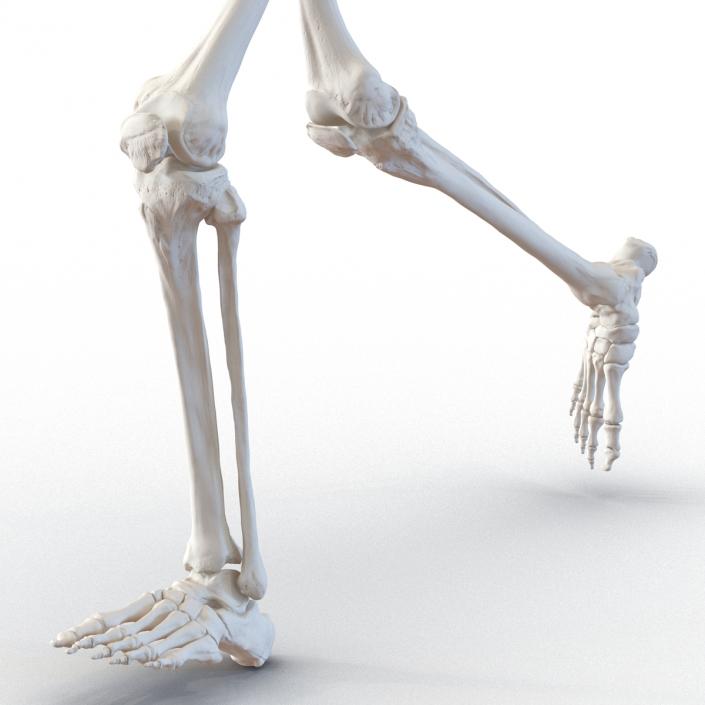 Human Male Skeleton Running Pose 3D