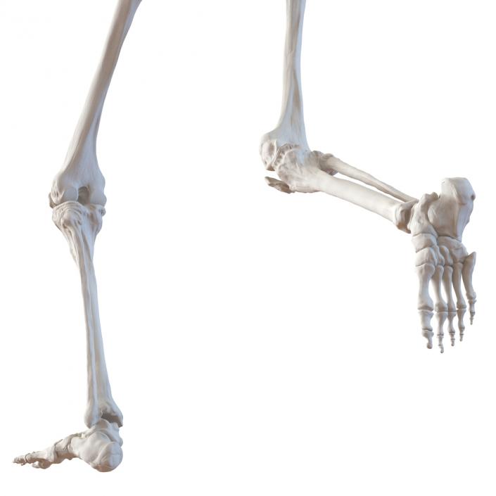 Human Male Skeleton Running Pose 3D