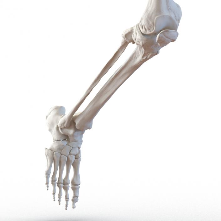 Human Male Skeleton Running Pose 3D