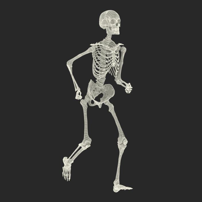 Human Male Skeleton Running Pose 3D