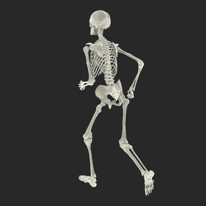 Human Male Skeleton Running Pose 3D