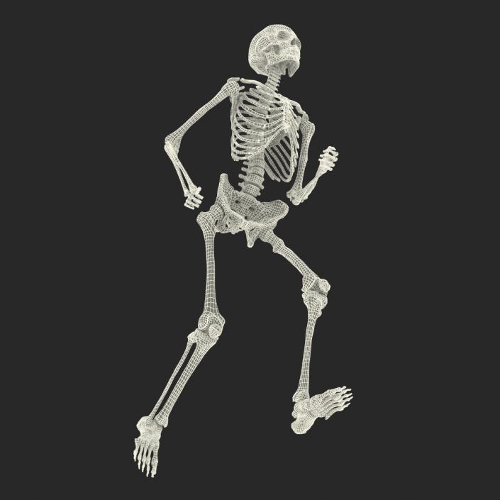 Human Male Skeleton Running Pose 3D