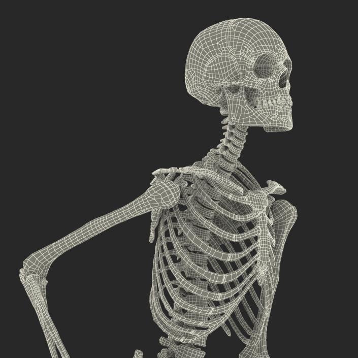 Human Male Skeleton Running Pose 3D