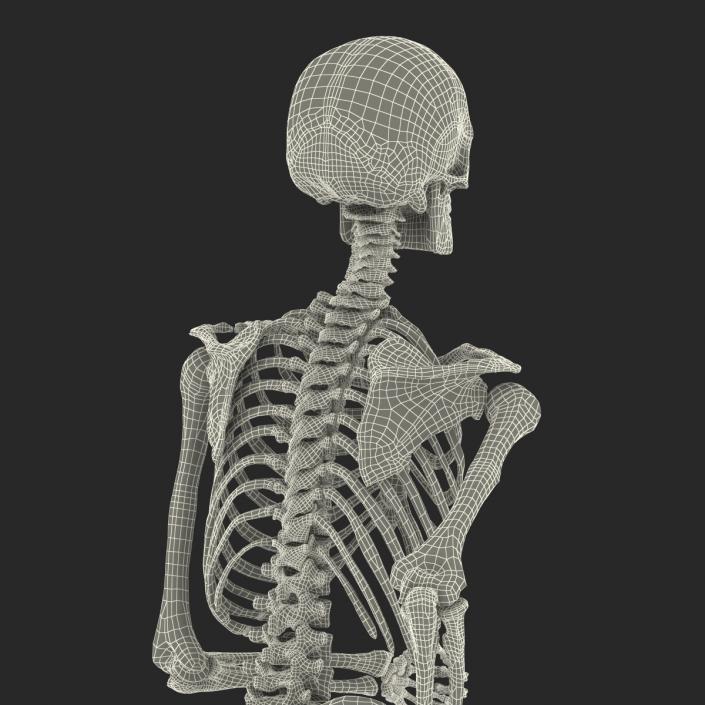 Human Male Skeleton Running Pose 3D