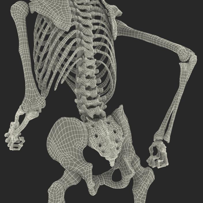 Human Male Skeleton Running Pose 3D