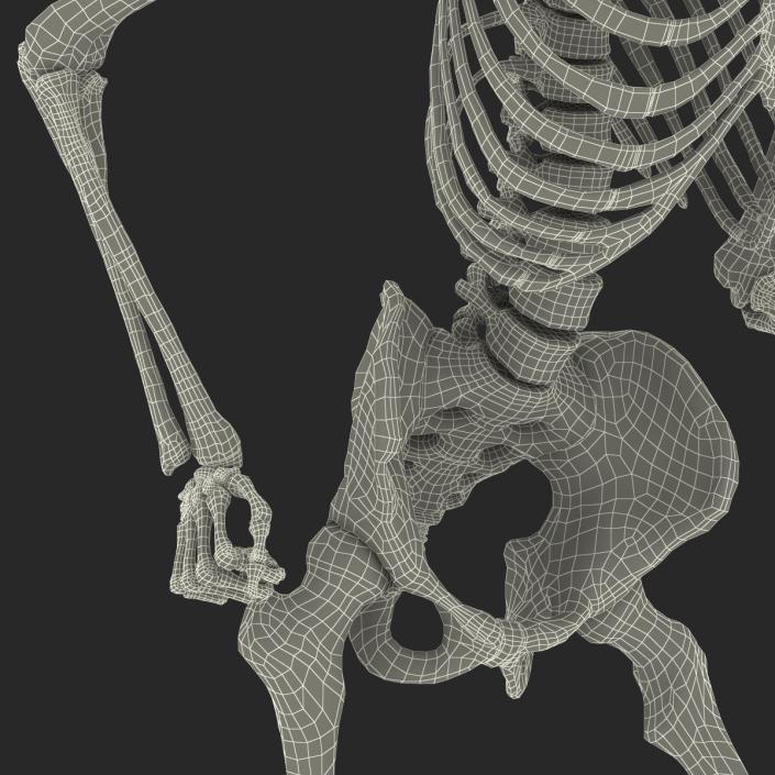 Human Male Skeleton Running Pose 3D