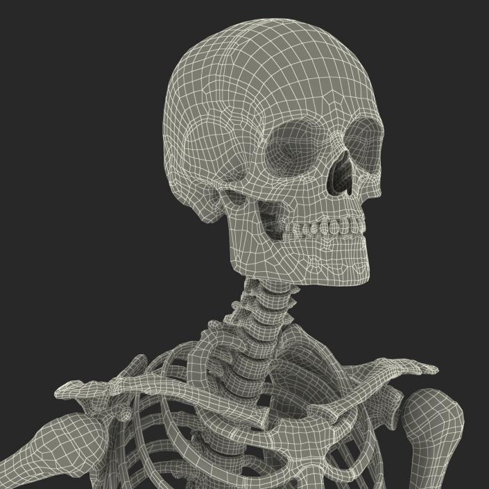 Human Male Skeleton Running Pose 3D