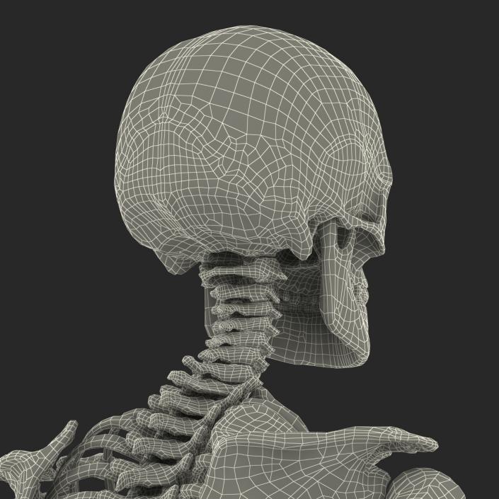 Human Male Skeleton Running Pose 3D