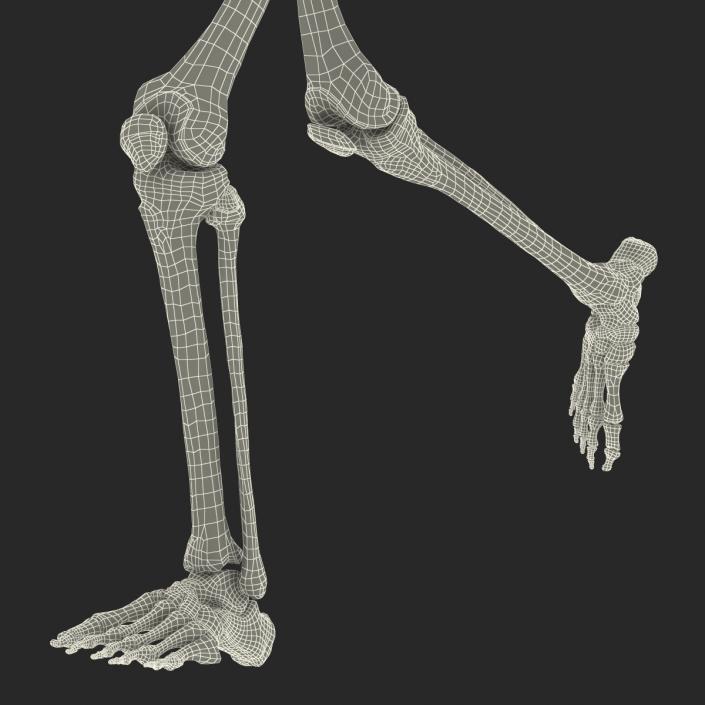 Human Male Skeleton Running Pose 3D