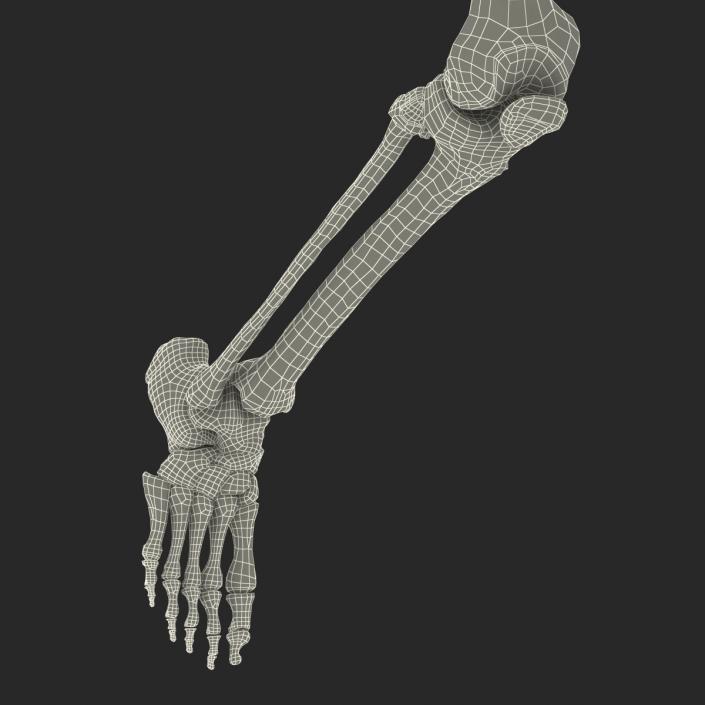 Human Male Skeleton Running Pose 3D