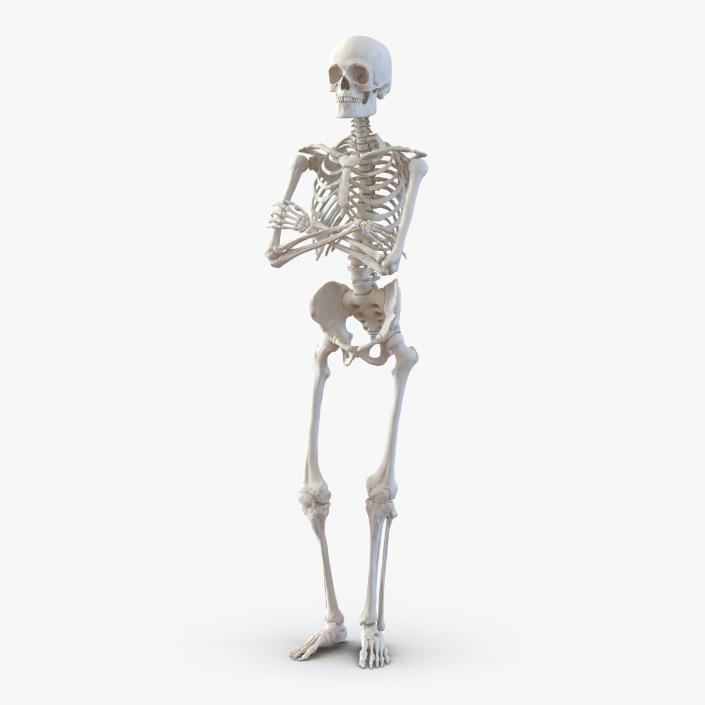 3D Human Male Skeleton Pose 2