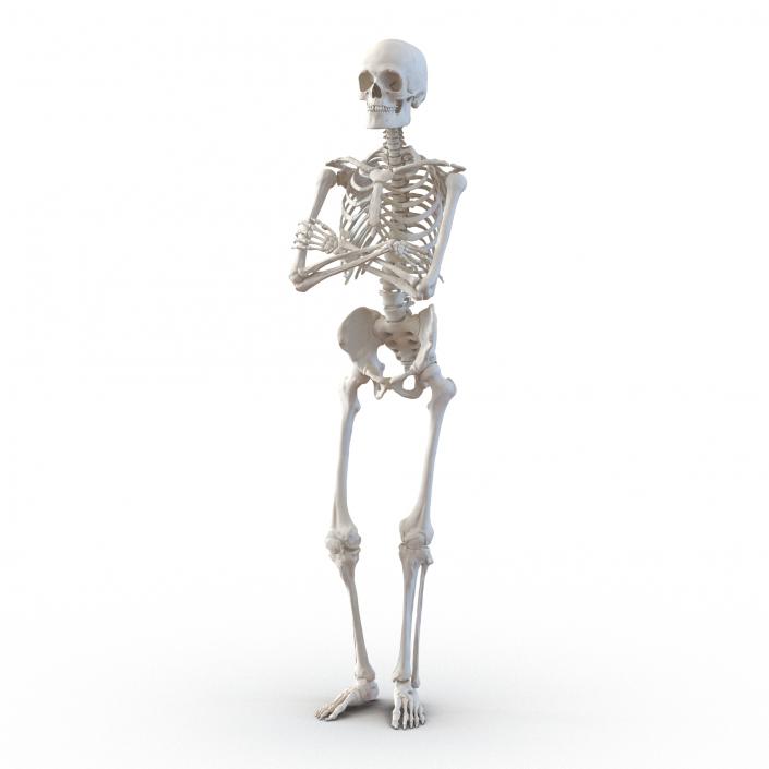 3D Human Male Skeleton Pose 2