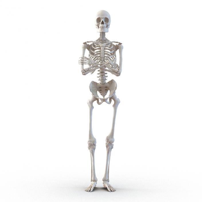 3D Human Male Skeleton Pose 2