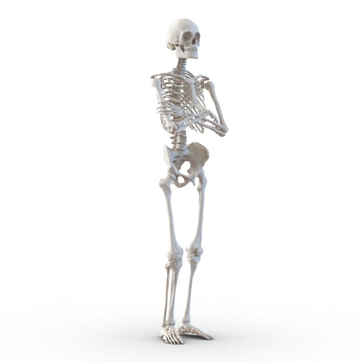 3D Human Male Skeleton Pose 2