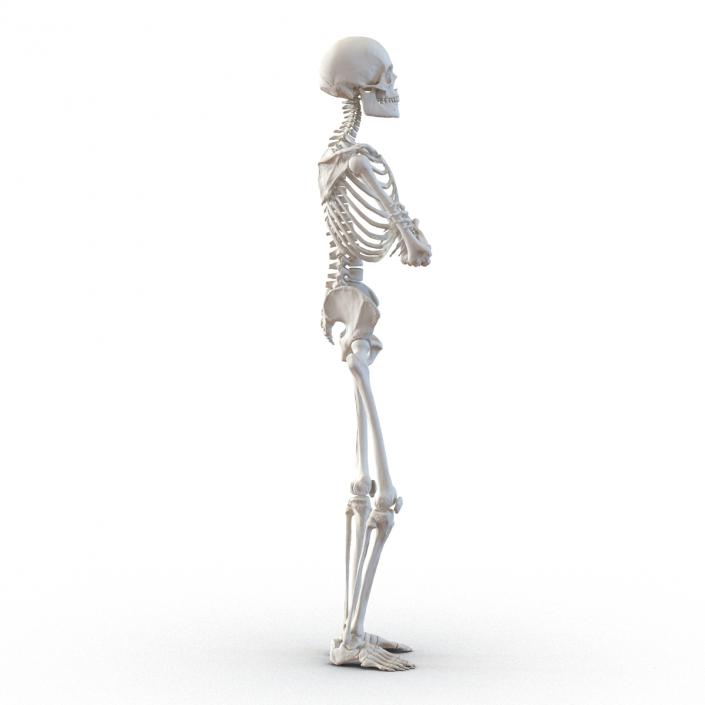 3D Human Male Skeleton Pose 2