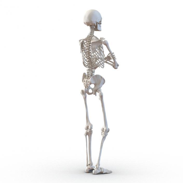 3D Human Male Skeleton Pose 2