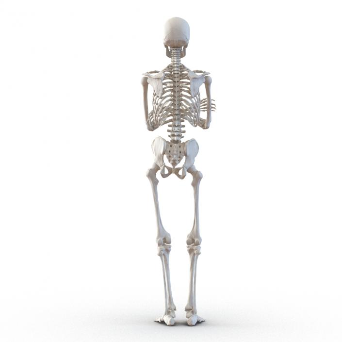 3D Human Male Skeleton Pose 2