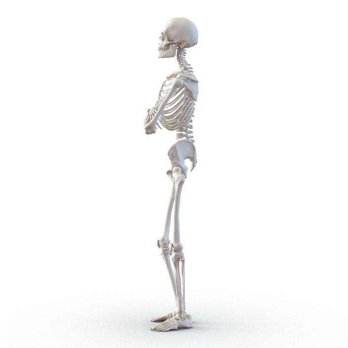 3D Human Male Skeleton Pose 2