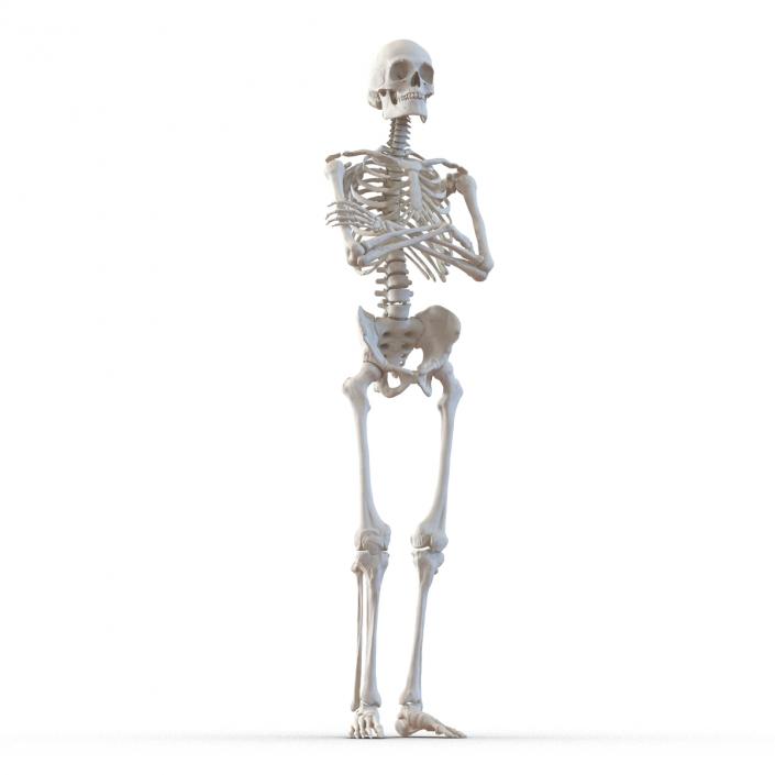 3D Human Male Skeleton Pose 2