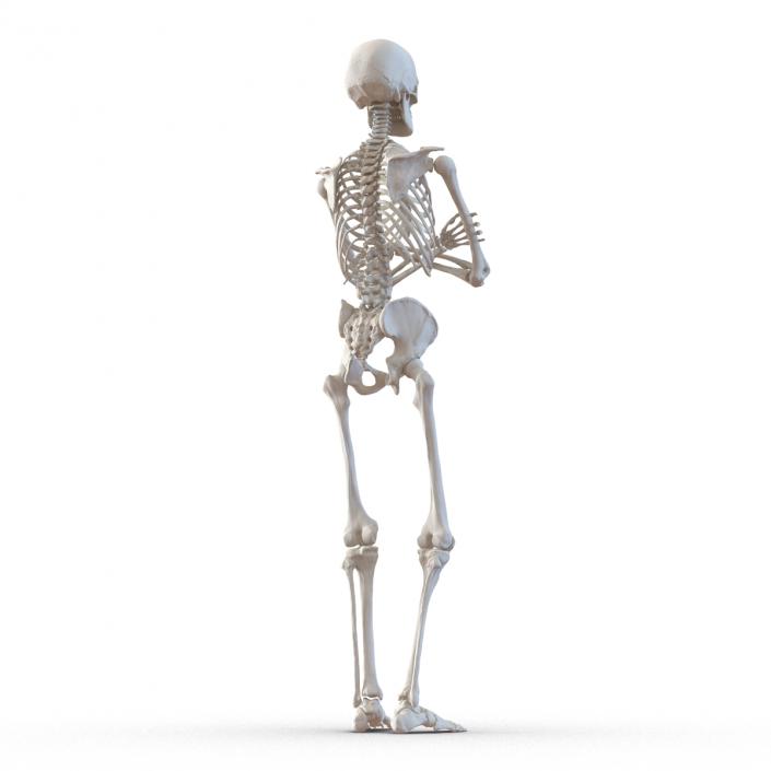 3D Human Male Skeleton Pose 2