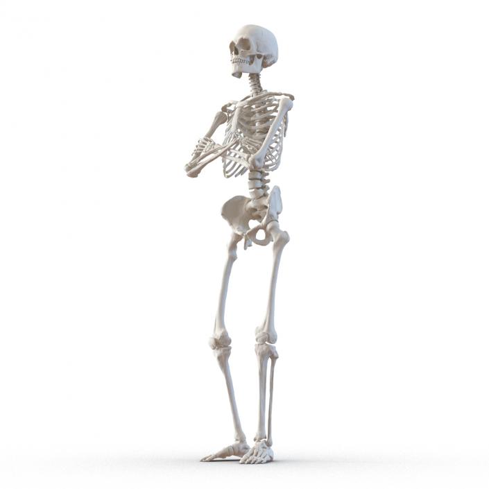 3D Human Male Skeleton Pose 2