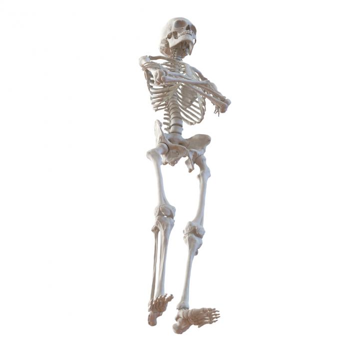 3D Human Male Skeleton Pose 2