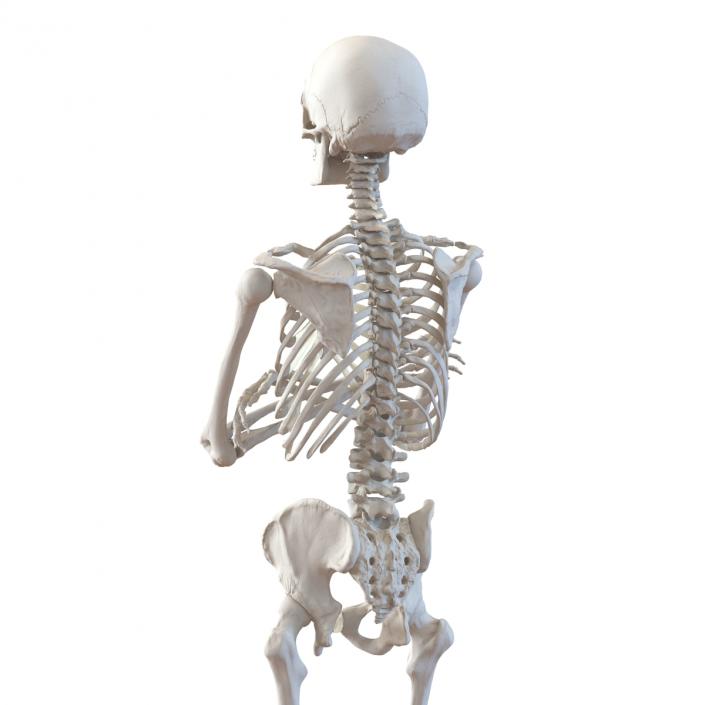 3D Human Male Skeleton Pose 2