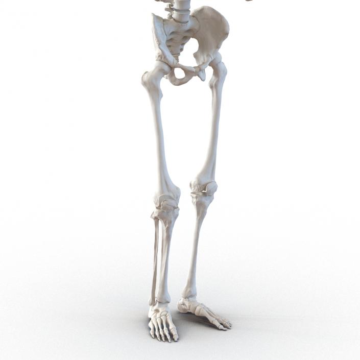 3D Human Male Skeleton Pose 2