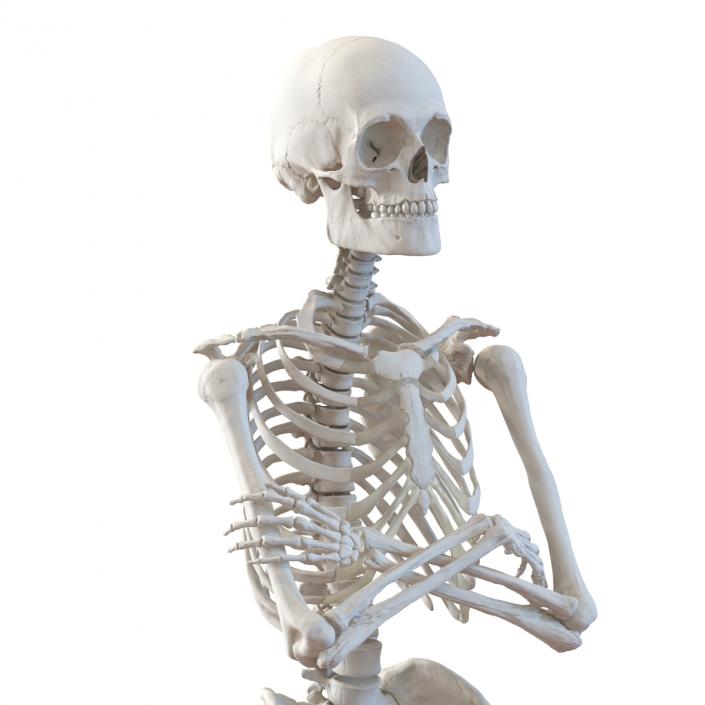 3D Human Male Skeleton Pose 2