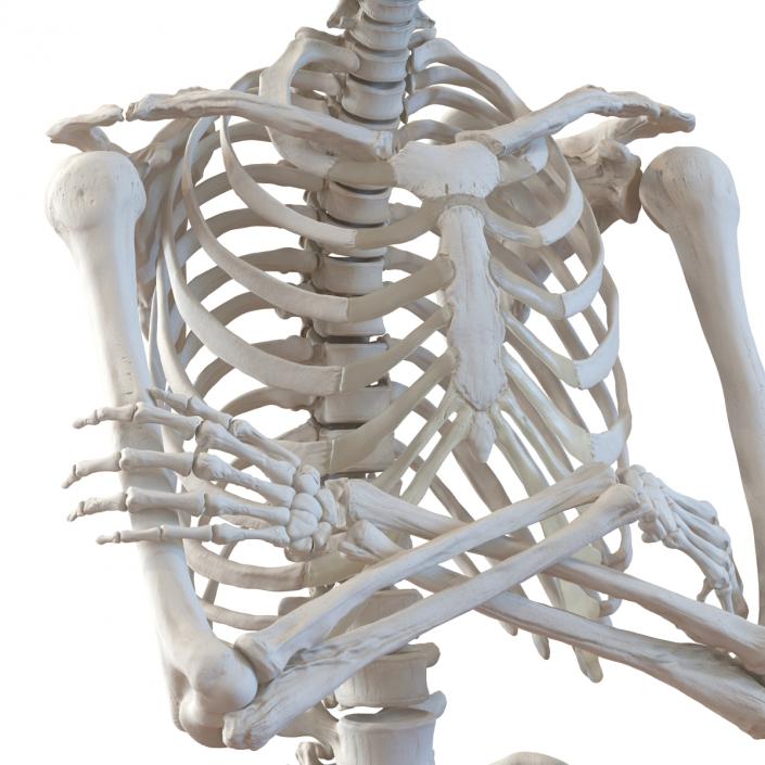 3D Human Male Skeleton Pose 2