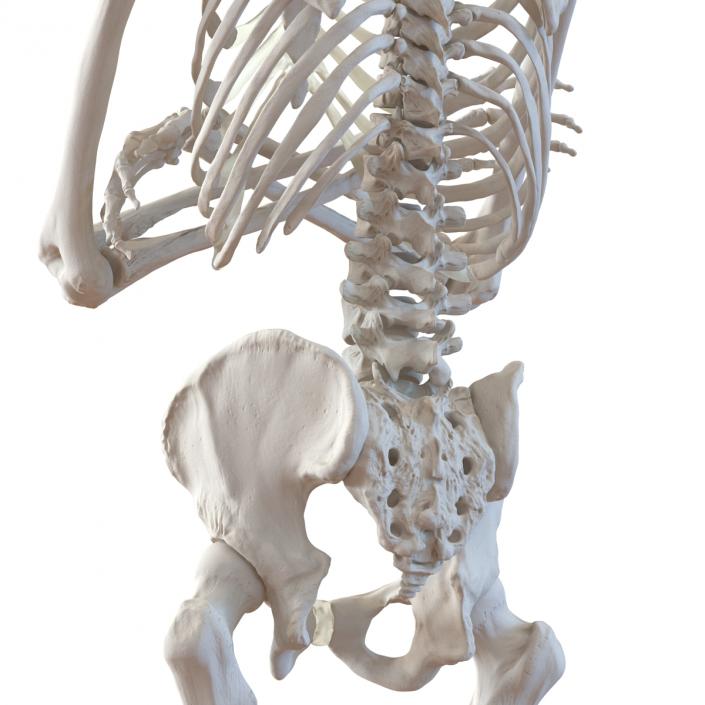 3D Human Male Skeleton Pose 2