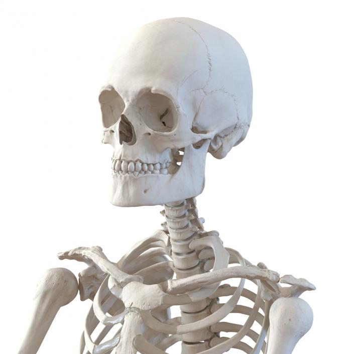 3D Human Male Skeleton Pose 2