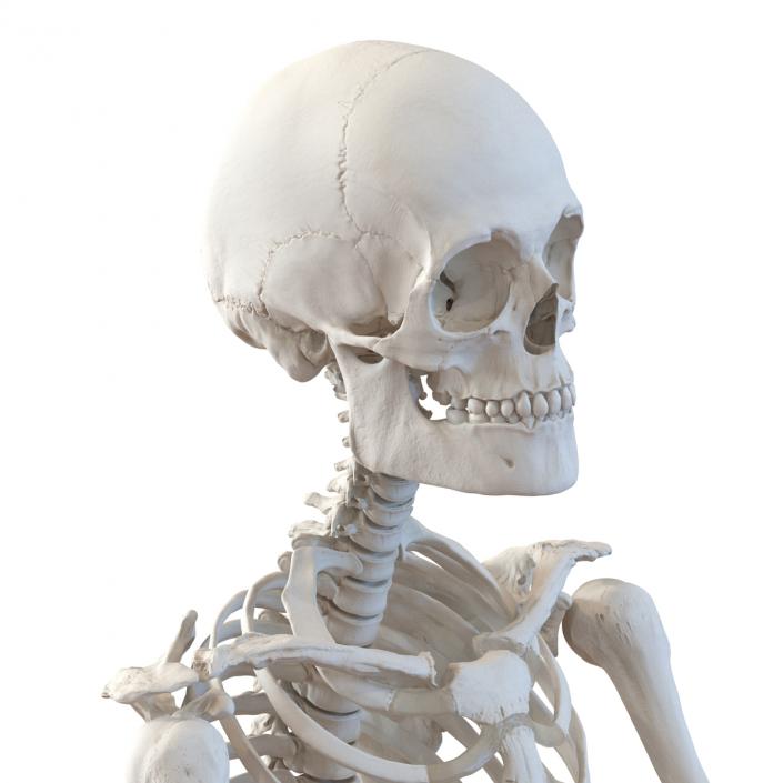 3D Human Male Skeleton Pose 2