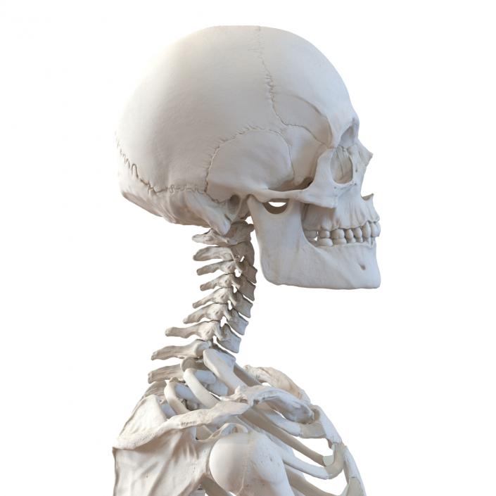 3D Human Male Skeleton Pose 2