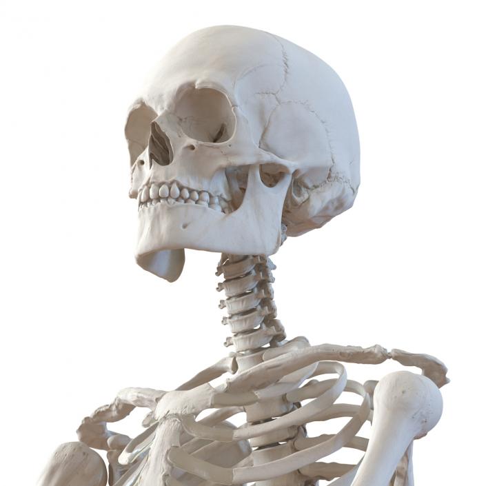 3D Human Male Skeleton Pose 2