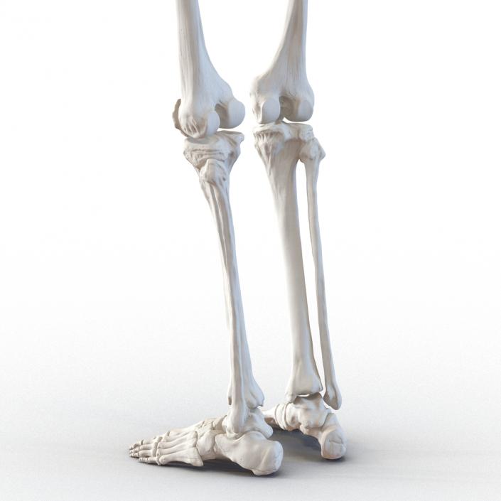 3D Human Male Skeleton Pose 2