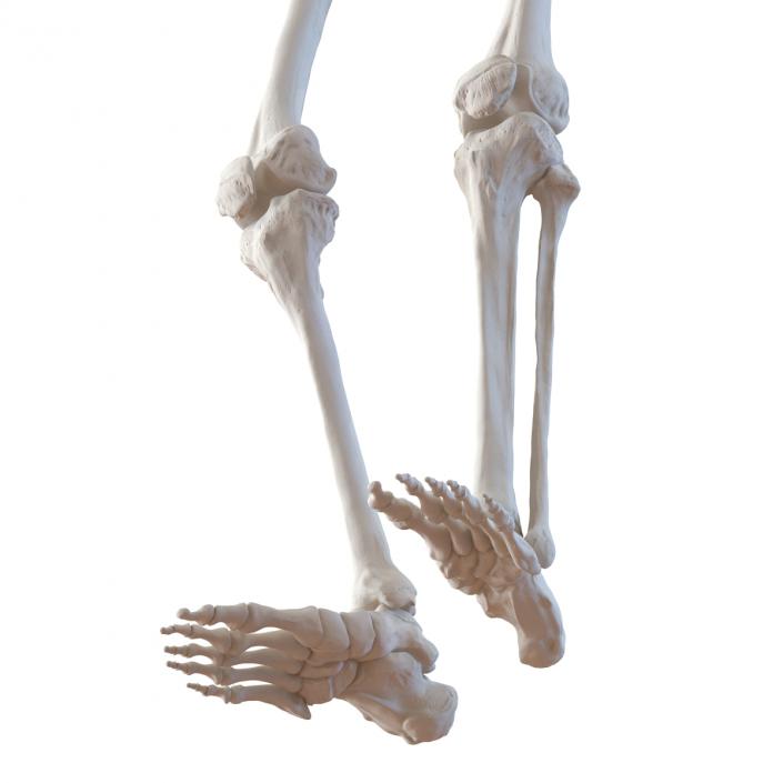 3D Human Male Skeleton Pose 2