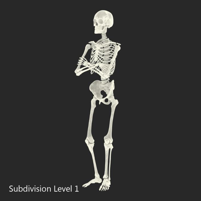 3D Human Male Skeleton Pose 2