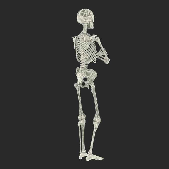 3D Human Male Skeleton Pose 2