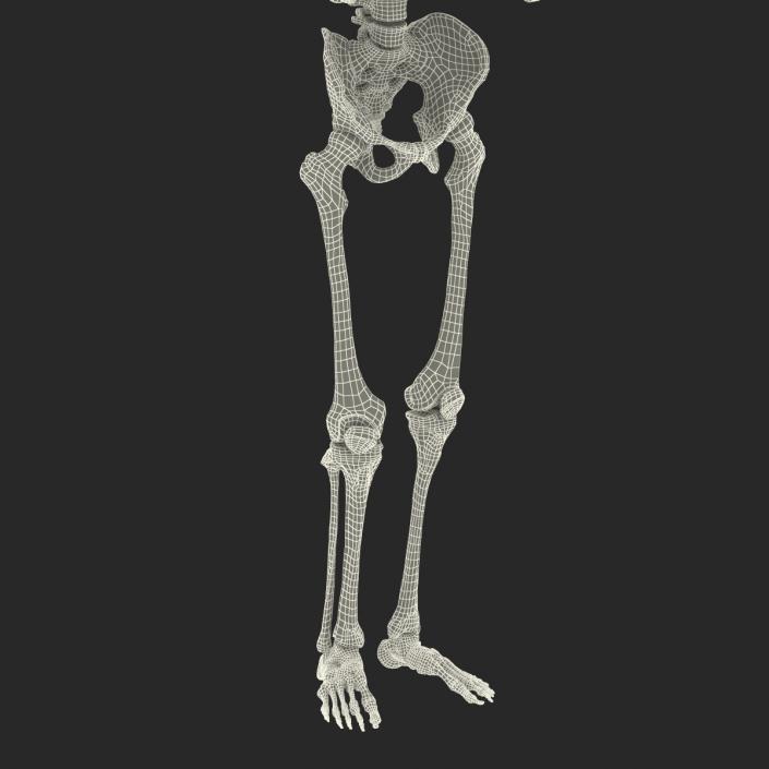 3D Human Male Skeleton Pose 2