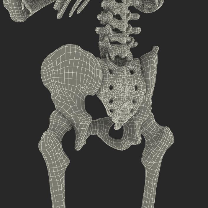 3D Human Male Skeleton Pose 2