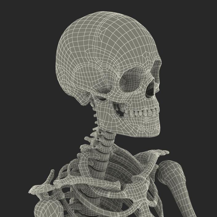 3D Human Male Skeleton Pose 2